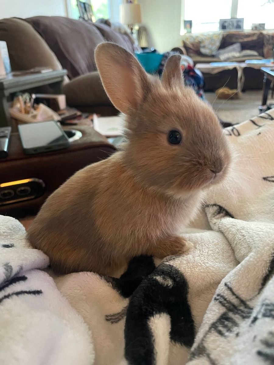 Rex/Lion Head cross rabbits