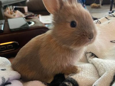 Rex/Lion Head cross rabbits