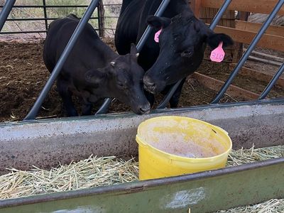 Bred Family Milk Cow or Beef Raising Cow