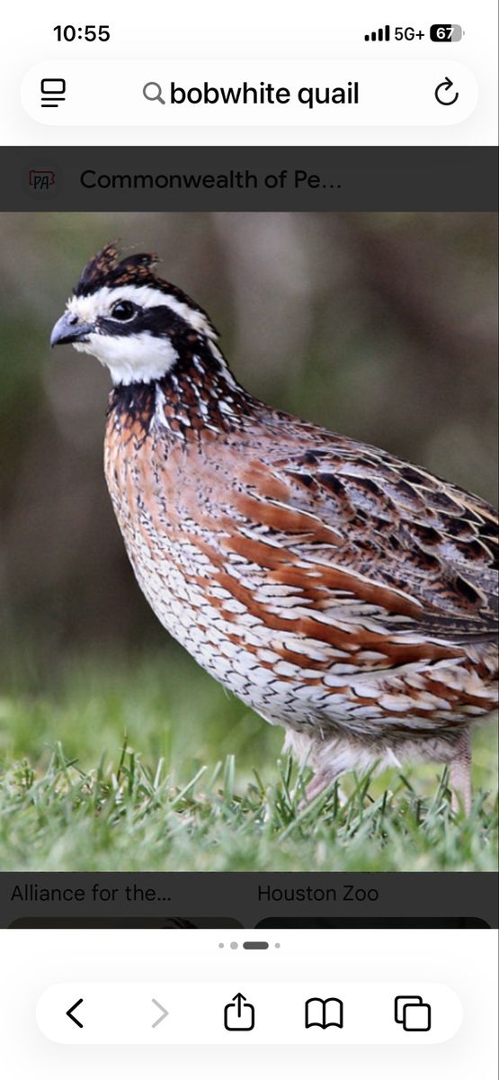 Bobwhite Quail For Sale