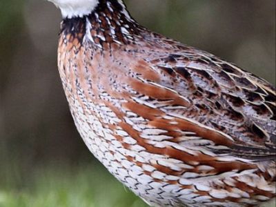 Bobwhite Quail For Sale