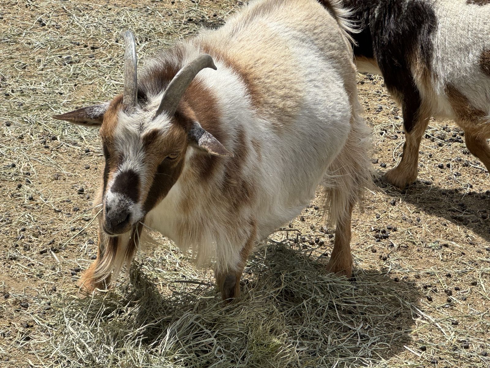 Nigerian dwarf doe
