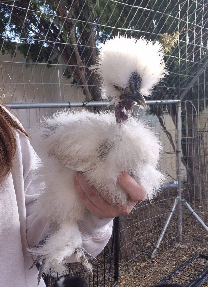 Paint Naked Neck Silkie Rooster - Free