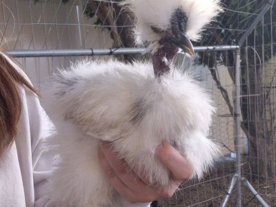 Paint Naked Neck Silkie Rooster - Free