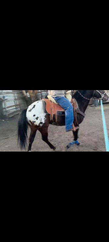 2 year Stud Appaloosa