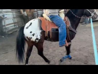 2 year Stud Appaloosa