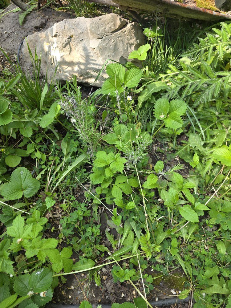 Main image 3