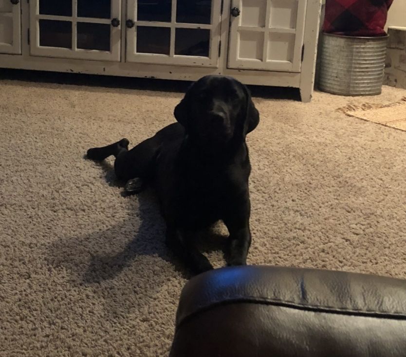 Great Dane/Weimaraner mix