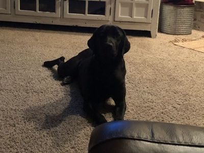 Great Dane/Weimaraner mix