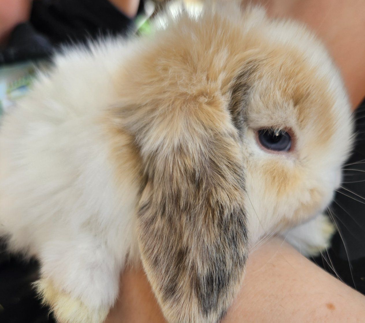 Holland lop