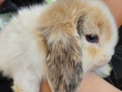 Holland lop
