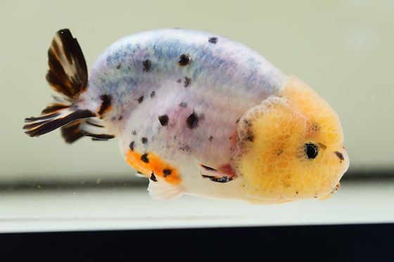 Calico Ranchu Goldfish 
