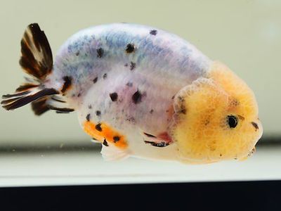 Calico Ranchu Goldfish