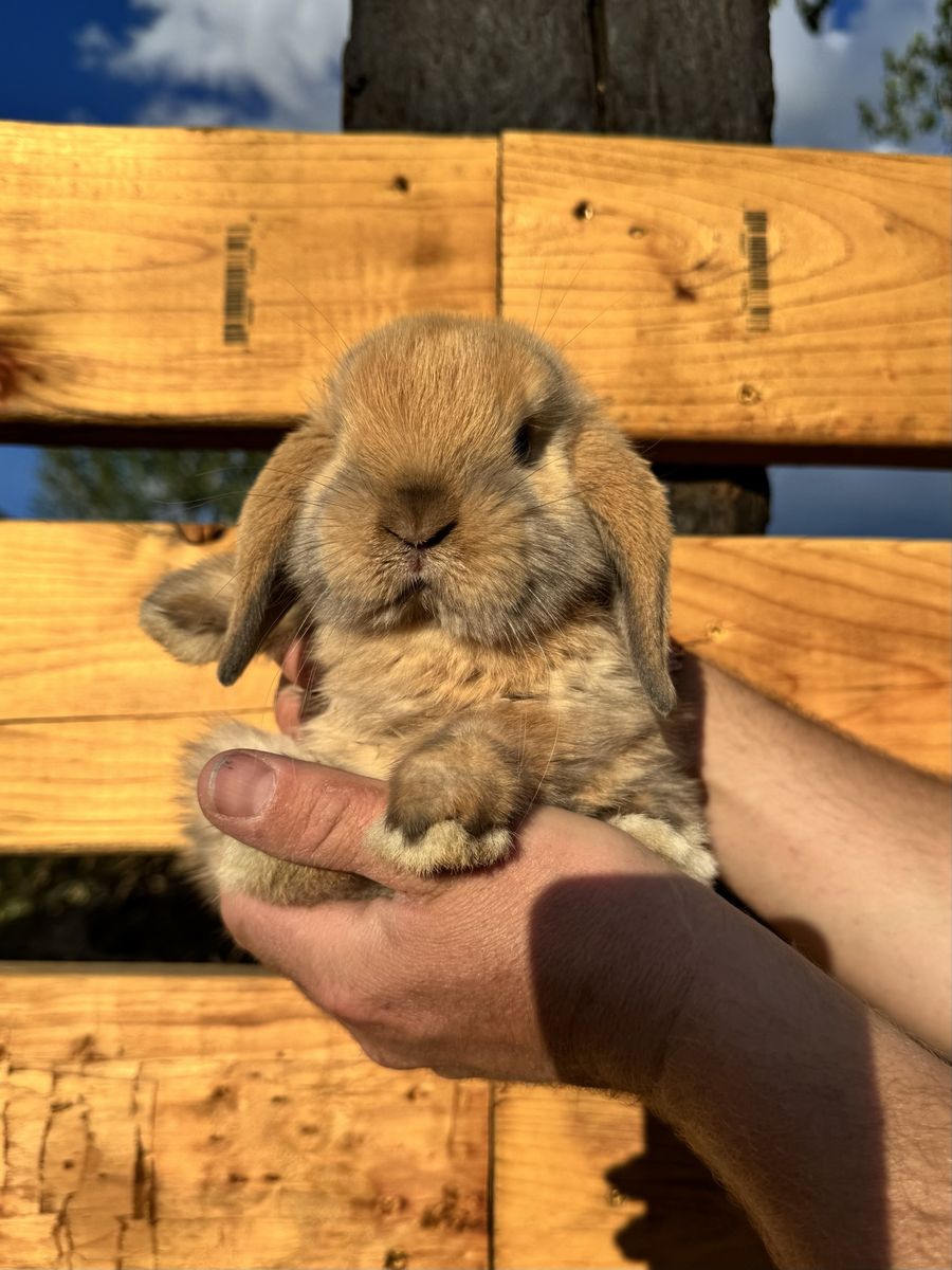 Holland Lop Tort Doe – Ready to Go!