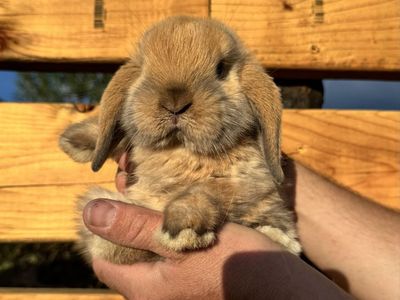 Holland Lop Tort Doe – Ready to Go!