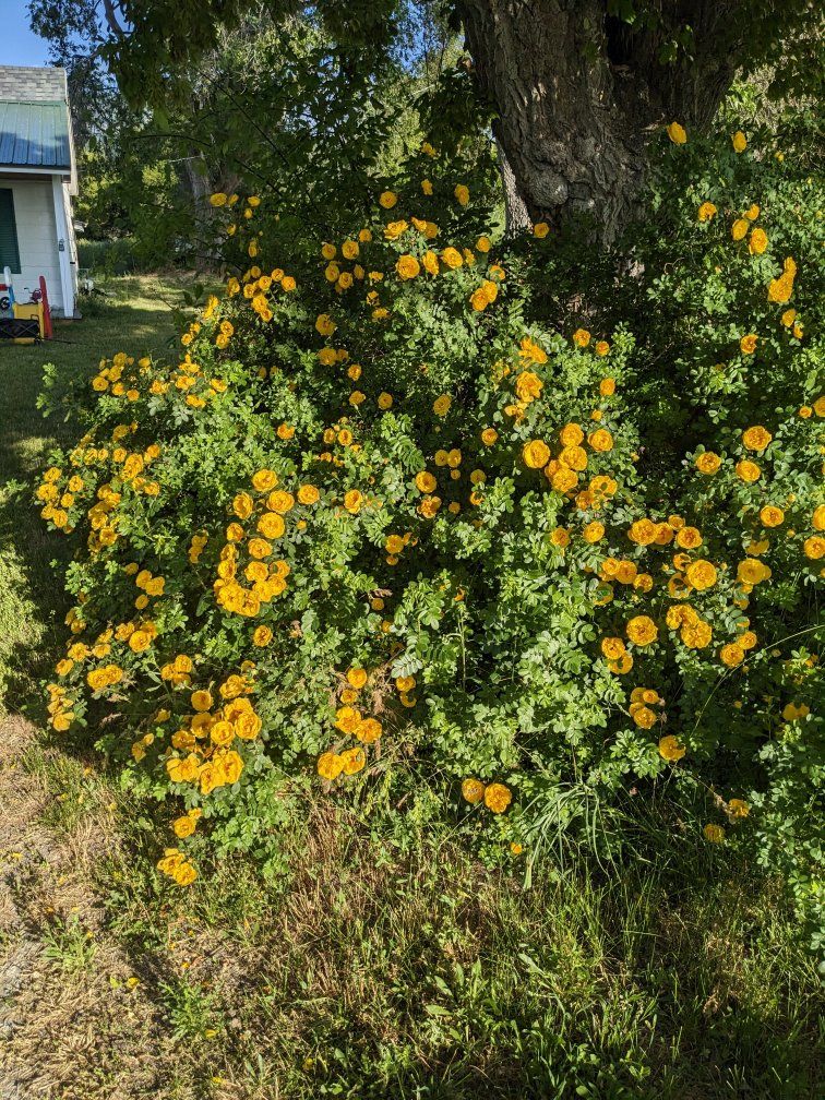 Beautiful Yellow Rose Starts