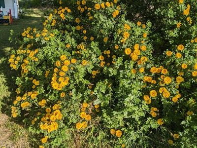 Beautiful Yellow Rose Starts