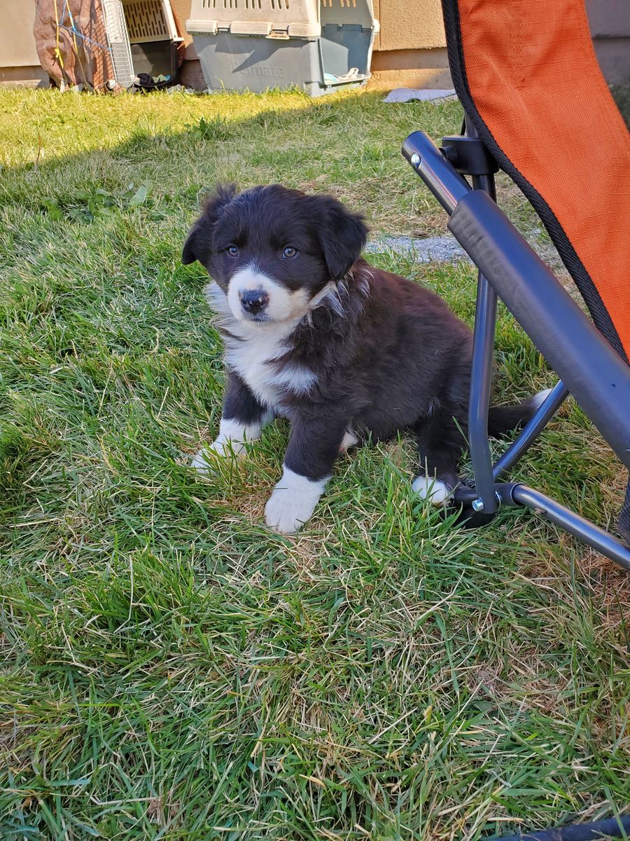 Border Collie / Corgi Mix Puppies- Borgi's