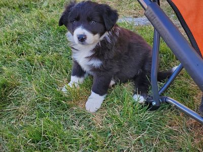 Border Collie / Corgi Mix Puppies- Borgi's