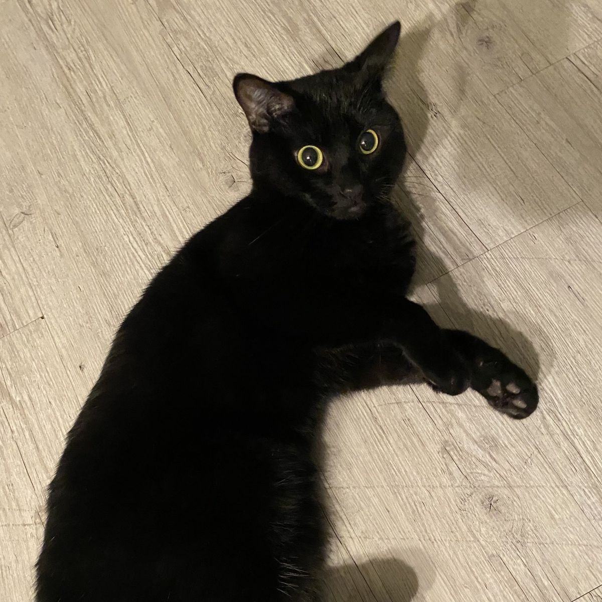 Lost Black Cat