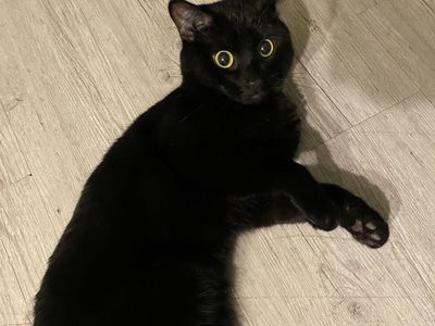 Lost Black Cat