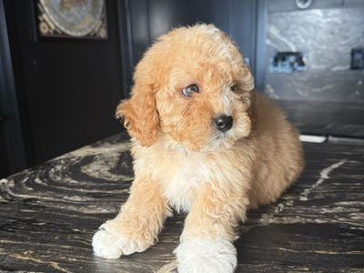 Teddy Bear Tiny Cavapoo Boys