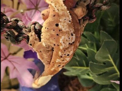 Make an offer-Red Dalmation Female