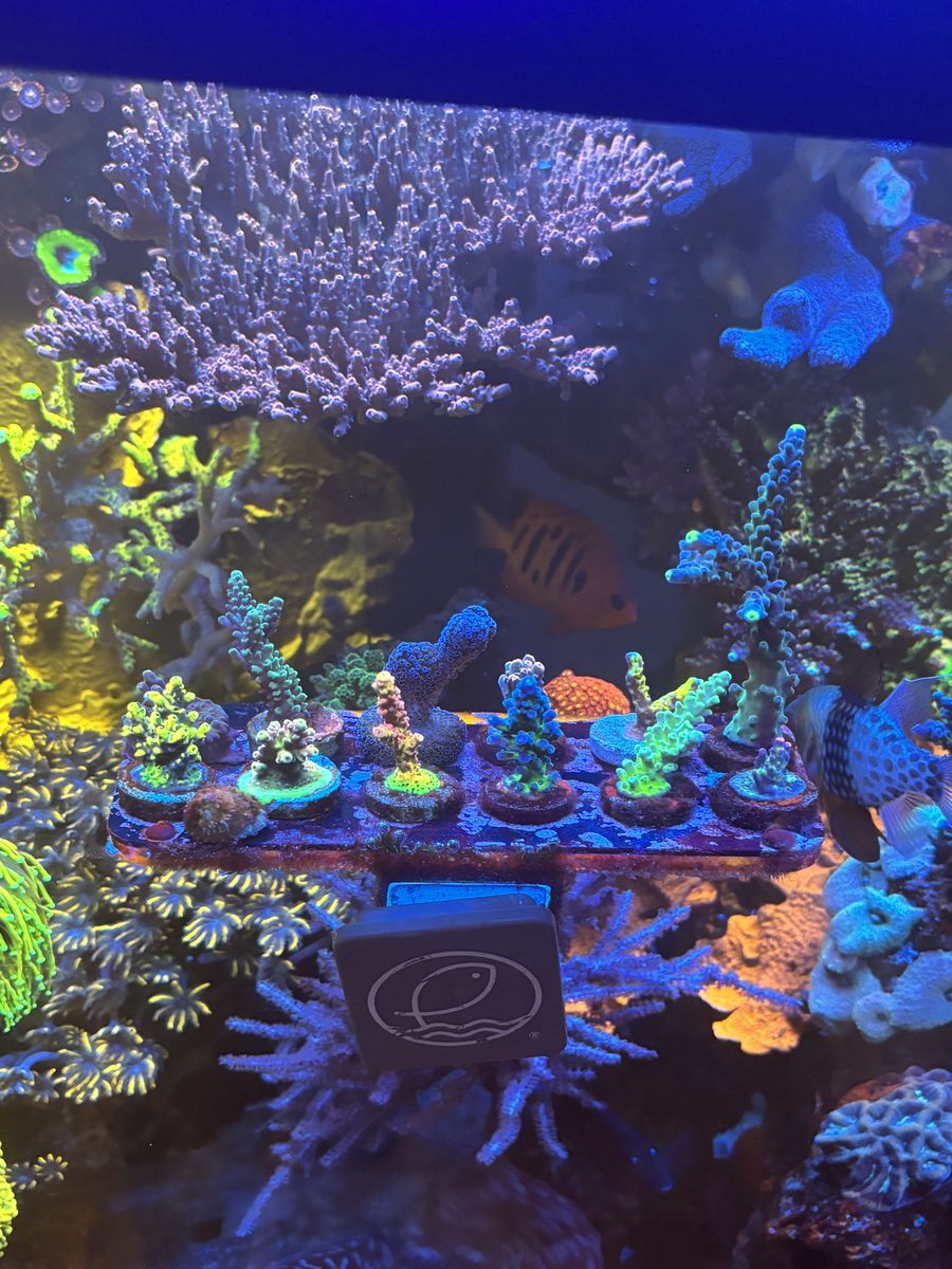 Acro Frags