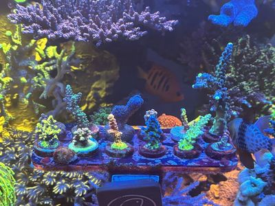 Acro Frags