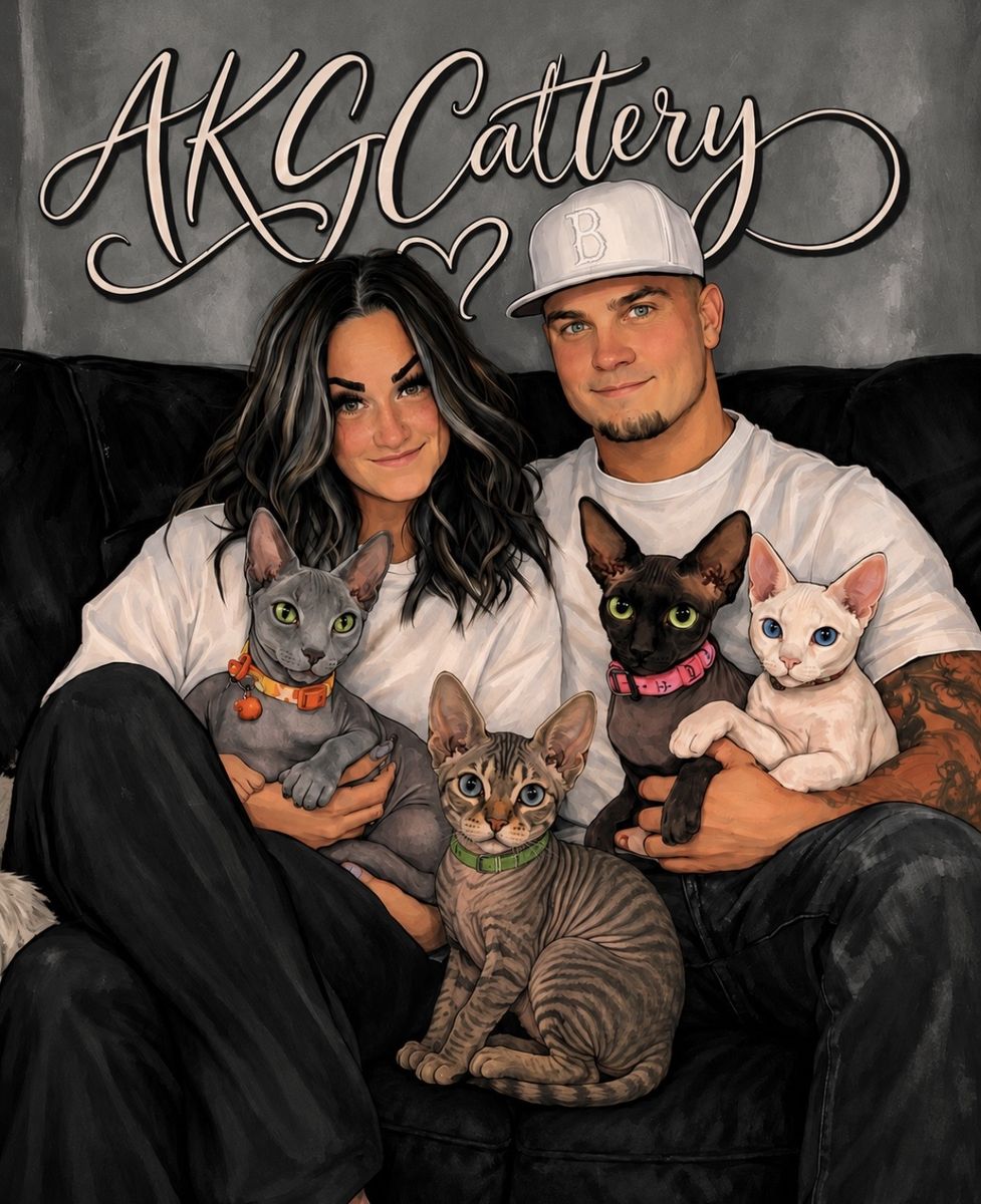 Sphynx STUD July sale