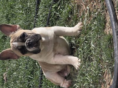 French Bulldogs