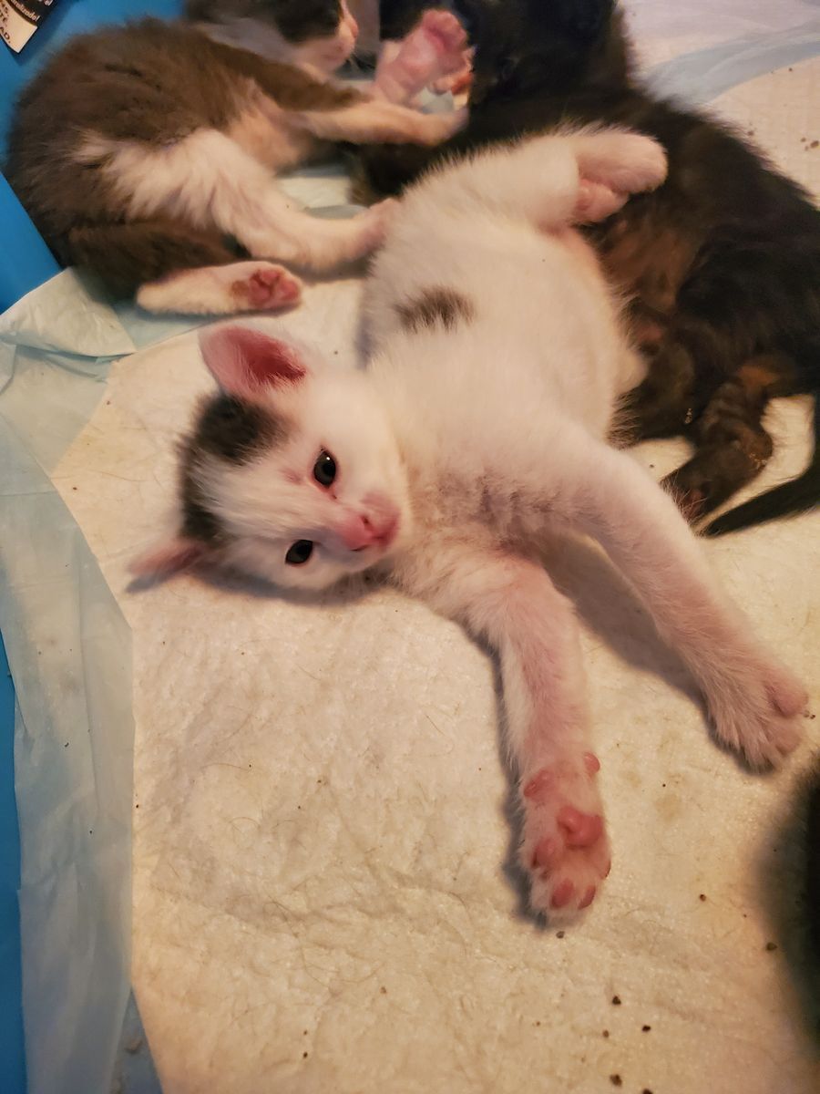 Six adorable four-week-old kittens! 