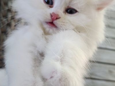Persian Ragdoll mixed