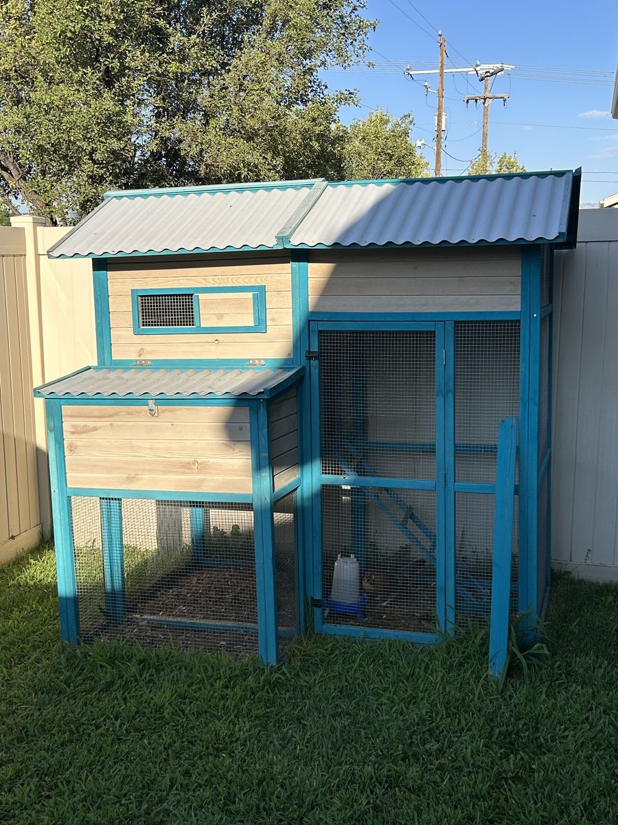 Dutch Bantam Hens