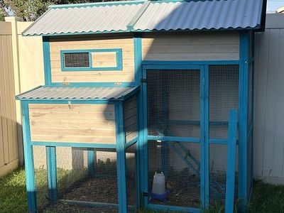 Dutch Bantam Hens