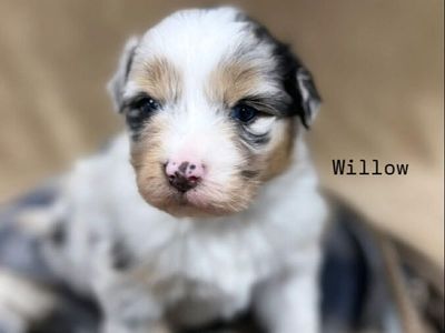 Beautiful Registered Australian shepherd puppies