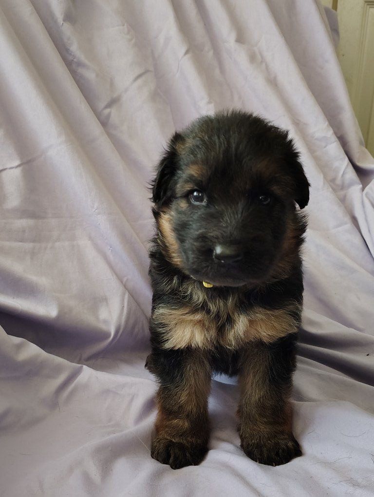 AKC German Shepherd puppies