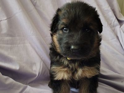 AKC German Shepherd puppies