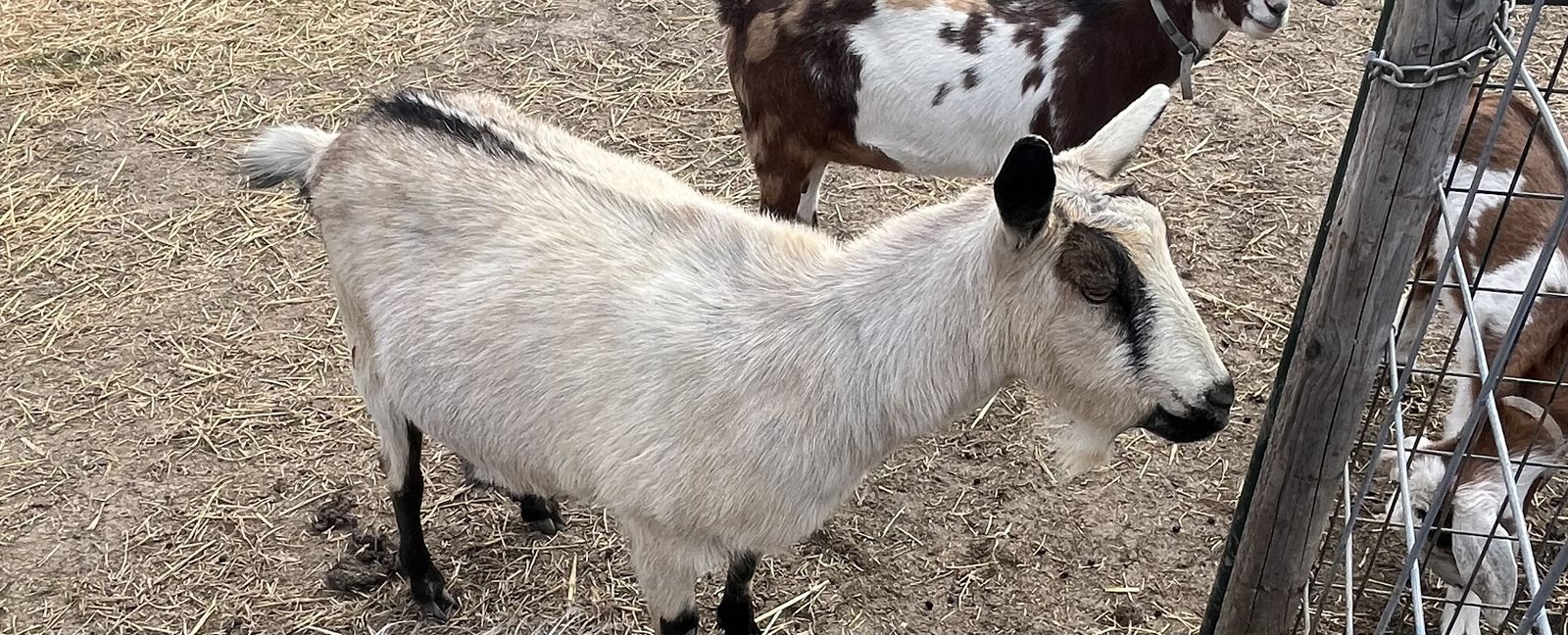 Sweetest Alpine Doe For Sale