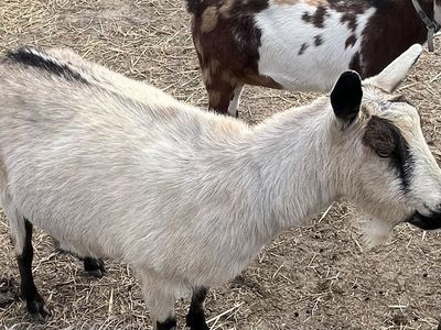 Sweetest Alpine Doe For Sale