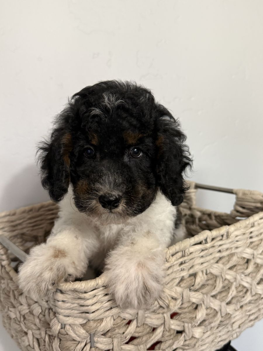 Tri-color and Red Mini (15-25) Goldendoodle