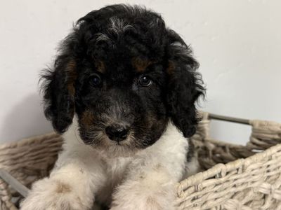 Tri-color and Red Mini (15-25) Goldendoodle