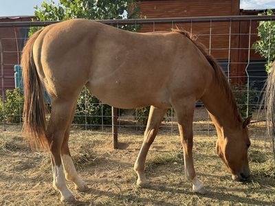 2025 AQHA Red Dun Filly