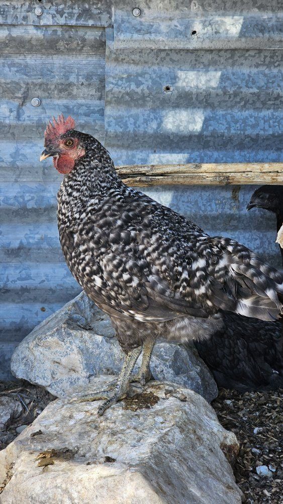 Ayam Cemani crossed Roosters