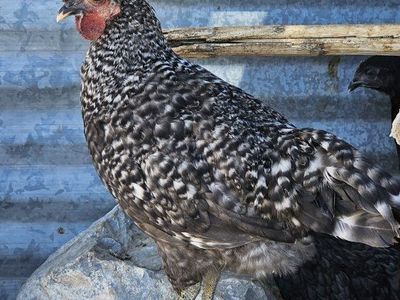 Ayam Cemani crossed Roosters