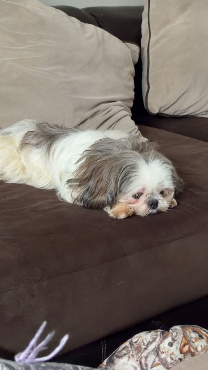 Male Shih Tzu