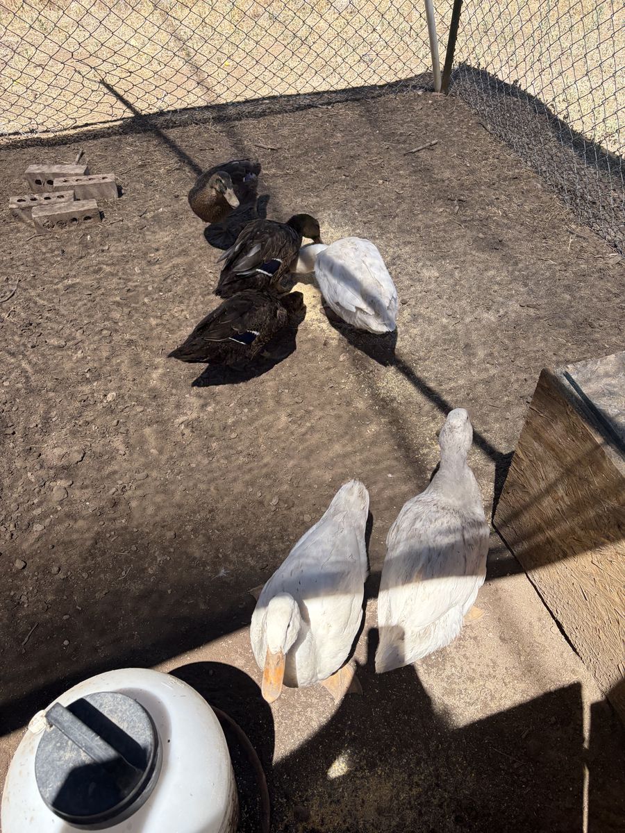 Trade: 6 Ducks for Coturnix Quail or Rabbits