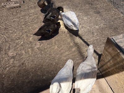 Trade: 6 Ducks for Coturnix Quail or Rabbits