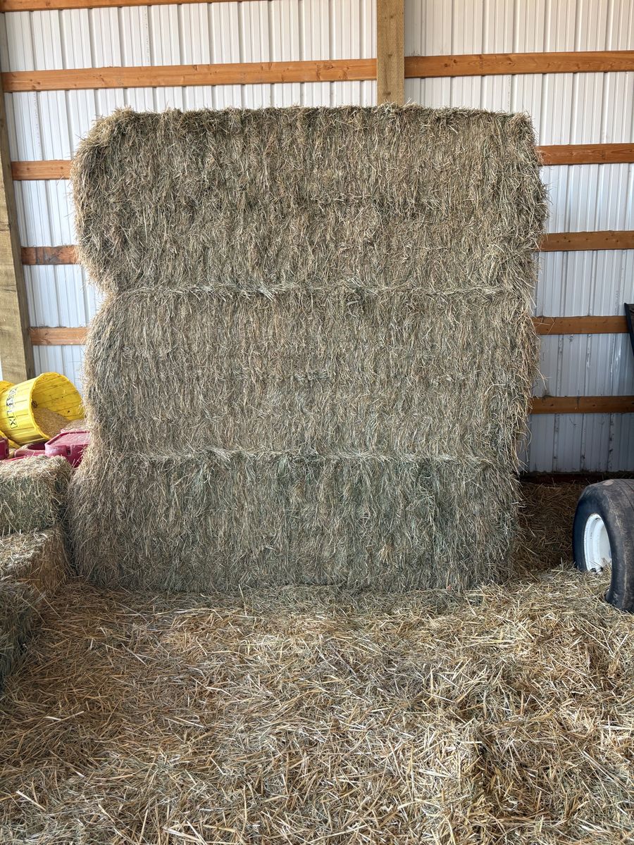 3x3 grass alfalfa mix