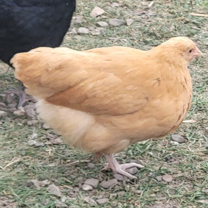 Buff Orpington Pullet 3mos x2